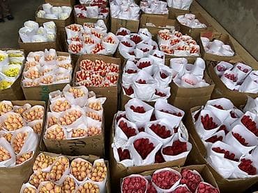 гулдор роза: Тюльпаны - Сорт: нежно-розовые тюльпаны с мягкой желтой каймой на — 8