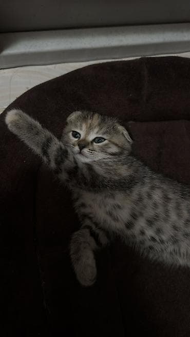 шотландский кот вислоухий: Скотиш Фолд (Шотландская вислоухая), 2 месяца, Девочка, Серый, Приучена к лотку — 1