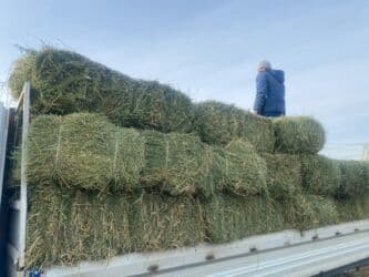 дом для животных: Клевер плотный мощный — 6