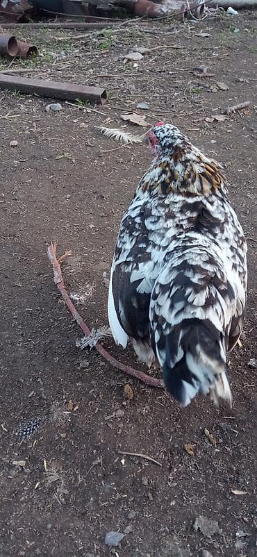 восковая моль: Продаю | Петух | Для разведения — 6