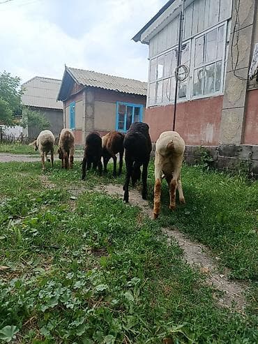 Животные: Продаю | Ягненок | На забой — 5