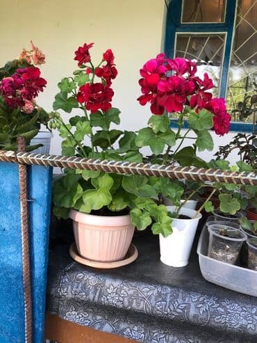 продажа домов шопоков: Дача, 55 м², 5 комнат, Старый ремонт — 8