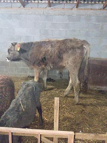 продаю карову: Продаю | Бык (самец) — 1
