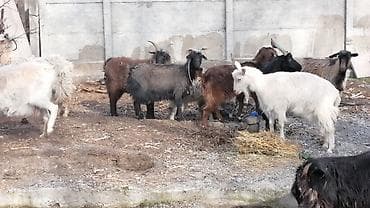 альпийская коза: Продаю | Козлёнок | Для разведения — 3