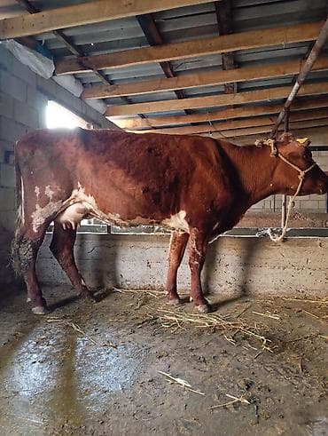 барда для коров: Продаю | Корова (самка) | Полукровка | Для молока — 6