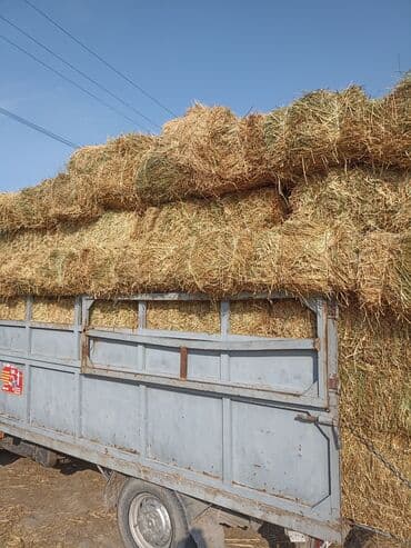 Собаки: Сено в тюка 2 кос 10%тровы — 2