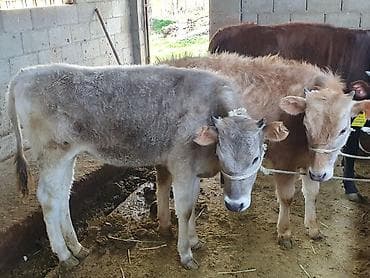 Животные: Продаю | Тёлка | Алатауская | Для разведения | Привязанные — 1