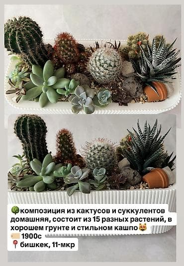 лимон цена бишкек: Доступные неприхотливые комнатные растения простые цветы особого — 5