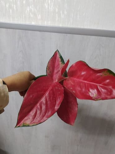 растения аквариумные купить: Другие комнатные растения — 4