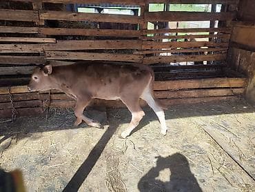 продам телят бычков: Продаю | Музоо, торпок | Алатауская, Симментальская | На откорм | Искусственник — 7