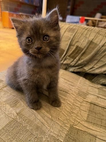 рыжие кошки: Британская короткошёрстная, 2 месяца, Девочка, Серый, Метис — 4