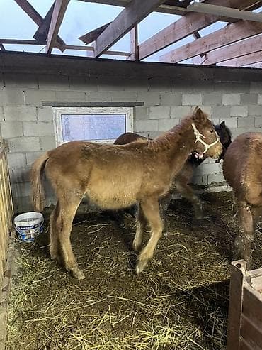 Жылкылар, аттар: Сатам | Тай | Жумушка | Асыл тукумдуу — 2