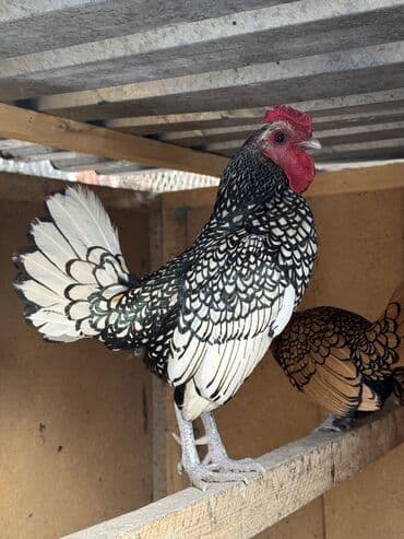 Продаю | Петух, Куры