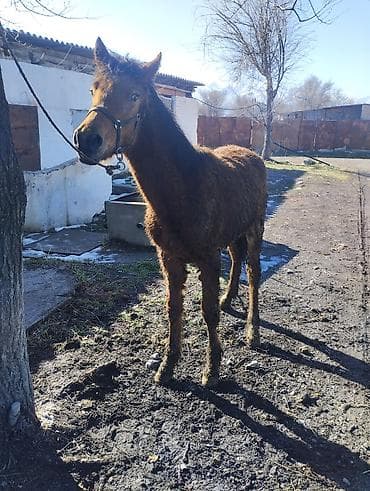 Зоотовары: Продаю | Жеребенок | Полукровка | Рабочий | Племенные — 1