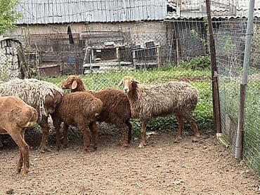 утки белые: Продаю | Овца (самка), Ягненок, Баран (самец) | На забой, Для разведения, Для шерсти — 4