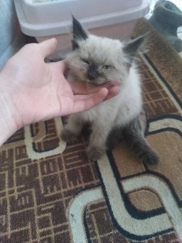 елект: Кошка и латок и совок и домик и двойная миска обший 8000 сом — 6