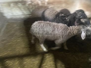 Собаки: Продаю | Баран (самец) — 3