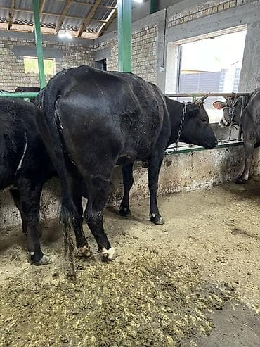 кунан ат: Продаю | Корова (самка) | Для разведения | Привязанные — 2