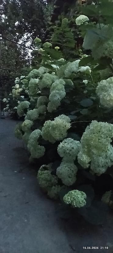 Самовывоз