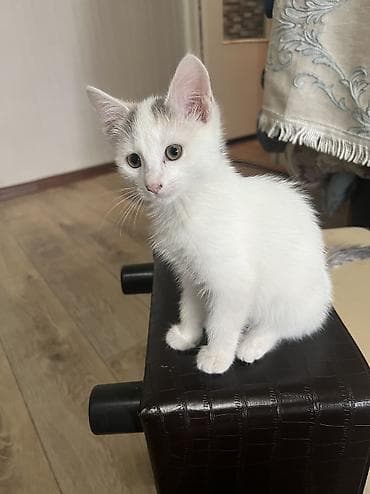 белый амур: 2 месяца, Девочка, Метис, Приучена к лотку, Проглистована — 1