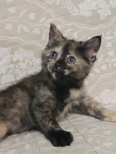 cat litter: Кошка даром: Британская короткошёрстная, 2 месяца, Девочка, Метис, Приучена к лотку, Проглистована — 4