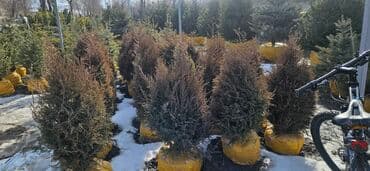 диваны бишкек табылга: Пихта,Голубые ели,Голубая ель,Сосна,Можевельник,Ёлка — 7