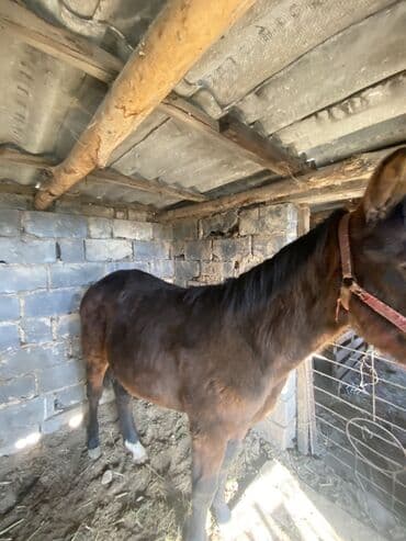 зоомагазин бишкек с животными: Продаю | Жеребенок | Полукровка | Рабочий — 2