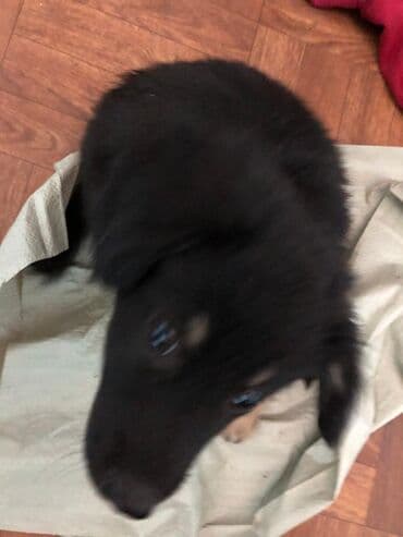 продается собака: Собака даром: Дворняжка, 2 месяца, Самка — 8