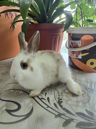 летучая мышь: Волнистые попугаи и декоративные кролики - Волнистые попугаи в — 3