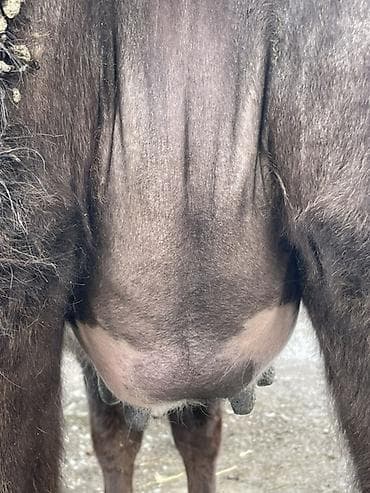 племенные коровы молочные купить: Продаю | Корова (самка) | Голштин | Для разведения, Для молока — 7