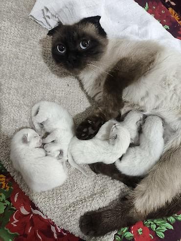 сиямские кошки: Породистые котята от кошки с сиамским (колор-пойнт) окрасом — 1