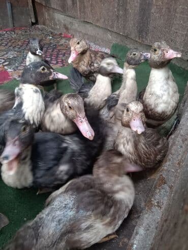 питбуль цены: Муларды (мусусные утки, молодняк)

- штуки по 300 сом — 1