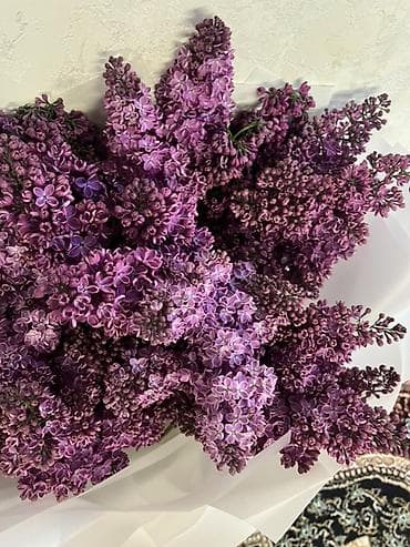 букет сирень: Сиреневый букет из свежесрезанной махровой сирени. - Объёмный — 4