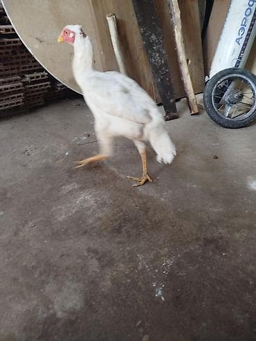 дом животные: Продаю | Куры | Для разведения — 2