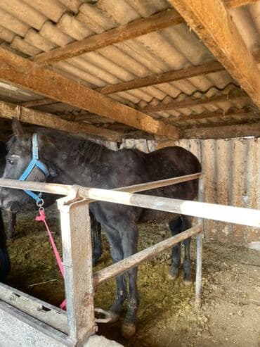 сколько стоит сиамская кошка в сомах: Продаю | Жеребенок | Для разведения | Племенные — 8