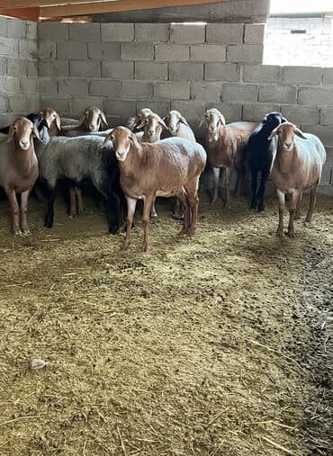 купить собаку ротвейлер: Продаю | Овца (самка) | На забой | Племенные — 1