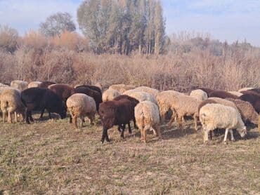 сколько стоит жеребенок купить: Продаю | Овца (самка) | Полукровка | Для разведения | Котные — 1