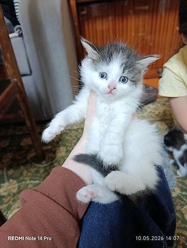 кошки сфинкс: Пушистый котёнок с голубыми глазами и трёхцветным окрасом (белый с — 1