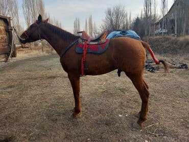 лайка шенок: Продаю | Жеребец | Дончак | Конный спорт | Мерин — 11
