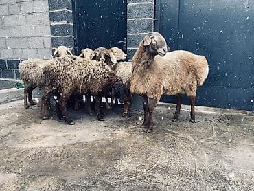 ветеринарный магазин: Продаю | Овца (самка) | Для разведения — 1