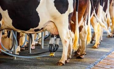 ищу работы сторожа: Талап кылынат Малчы, Төлөм Күнүмдүк, Окутуу — 2