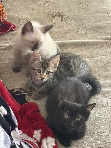 поинтер: Котята, помёт из трёх малышей: - Светлый котёнок с поинтовым окрасом — 2