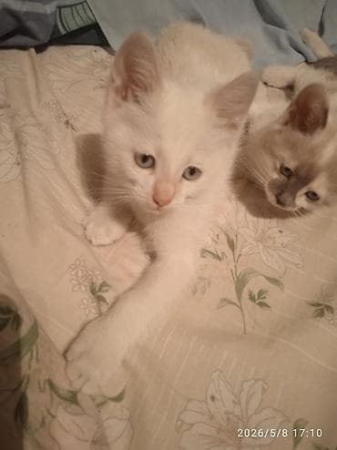 Услуги: Белый котёнок с голубыми глазами - Окрас: белый, нежный кремовый — 3