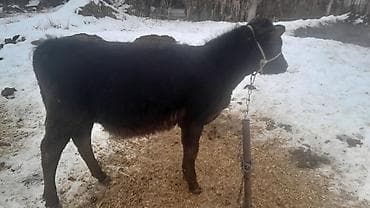 корова молочная купить: Продаю | Музоо, торпок | Ангус | Для разведения, Для молока | Искусственник — 4