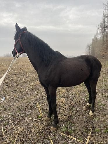 утки белые: Продаю | Жеребец | Рабочий | Осеменитель — 5