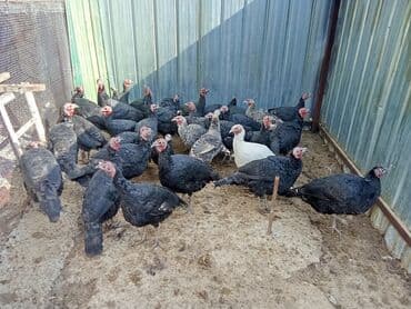 обмен на собак: Сатам | Эркек күрп | Кара ханзаада, Түндүк Кавказ | Көбөйтүү үчүн | Асыл тукумдуу — 4