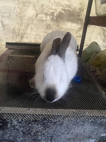 живые дрожи: Продаю | Крольчата | Калифорнийская | Для разведения — 1