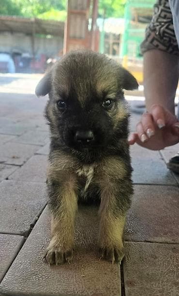 щенок собака: Щенки метисы мама овчарка папа дворняжка короткошерстные — 8