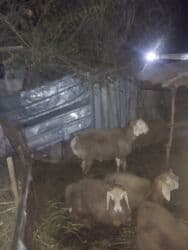 продажа кормов для сельскохозяйственных животных: Продаю | Овца (самка) | Для разведения | Осеменитель — 5