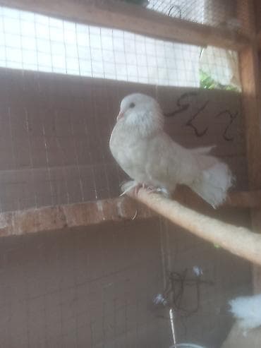 куплю кукурузы: Павлины-голуби (декоративные) с богатым оперением - Порода — 2